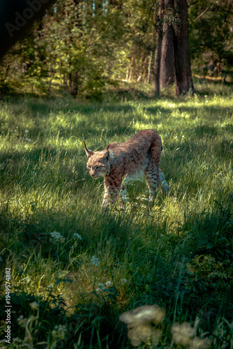 Canvas Print wild cat in the woods