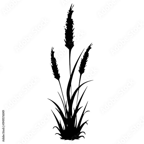 Silhouette of a reed flower