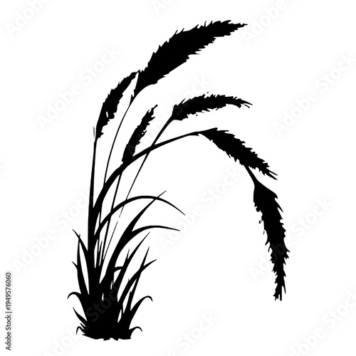 Silhouette of a reed flower