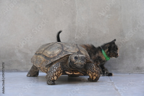 Canvas Print A small cat sitting on a turtle,