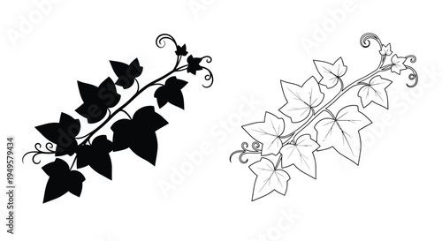 Elegant ivy branch illustration in black and white mirrored design