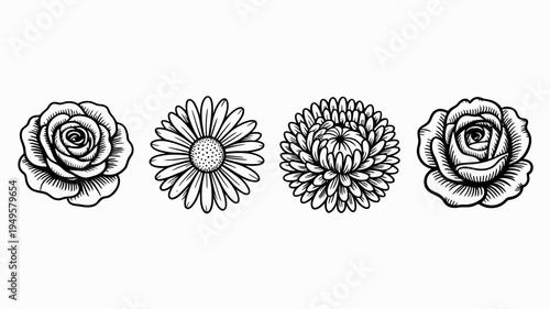 A quartet of delicately drawn flowers a rose daisy chrysanthemum and another rose are displayed in a simple black and white style high quality professional detailed