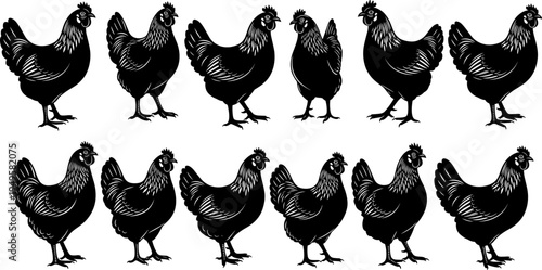 Chicken silhouettes collection, farm poultry hen poses set, domestic bird livestock vector illustration isolated on white backgroundChicken silhouettes collectiod