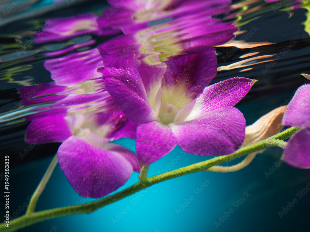 Obraz premium Purple Phalaenopsis Flowers Orchids underwater