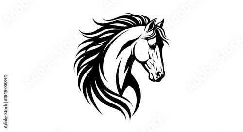 Fotografie Elegant black and white horse head