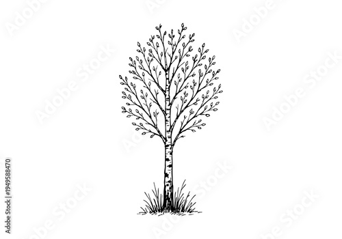 Birch Tree Hand Drawn Illustration Vector by AZ for Books, Arts, Design and Decoration Graphic Asset