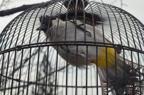 a bird perched in a cage hung in an outdoor area.