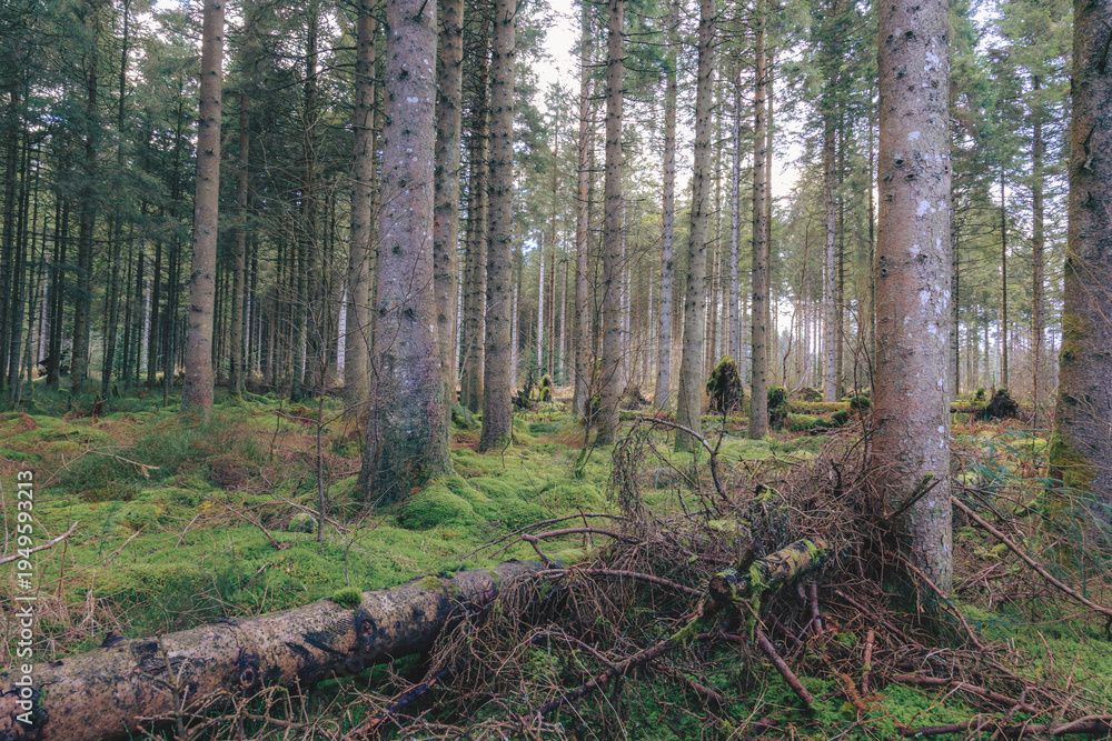 Obraz premium The magical woodland of Bakethin Nature Reserve, Kielder Forest, Northumberland