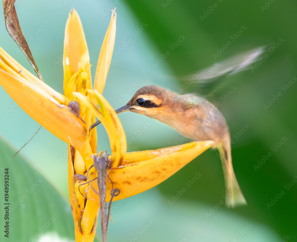 Obraz premium Long-billed Hermit hummingbird (Phaethornis longirostris) feeding on heliconia flowers, Corcovago National Park, Costa-Rica