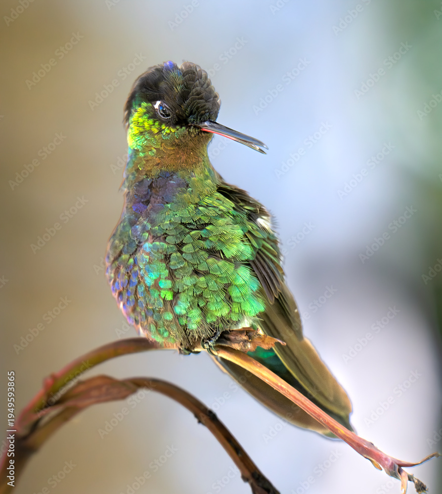Fototapeta premium The fiery-throated hummingbird (Panterpe insignis) close up