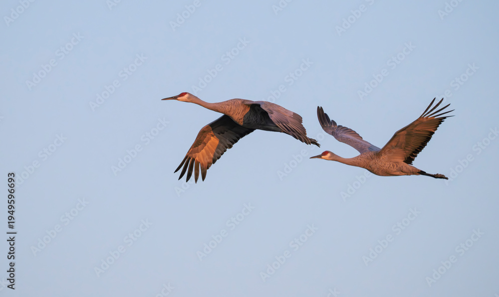 Obraz premium Couple of Sandhill Cranes (Antigone canadensis) in flight with wing span, Texas