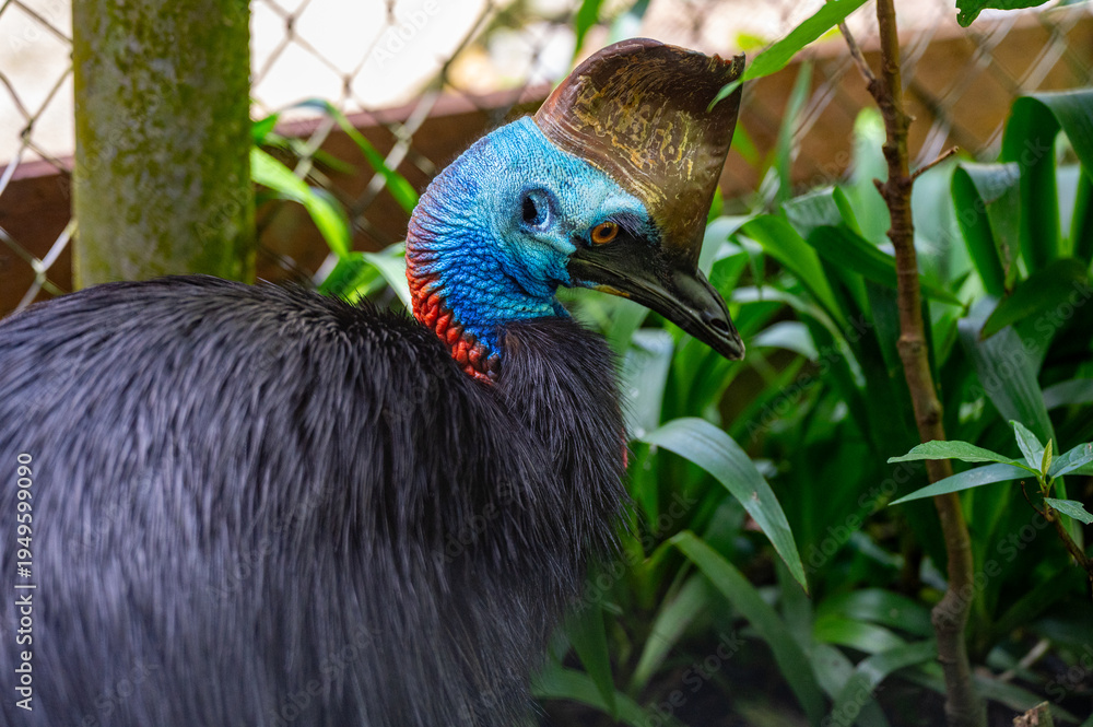 Fototapeta premium Captive Southern Cassowary (Casuarius casuarius) at Birdworld Kuranda, Kuranda, Queensland, Australia in October 2025. This endangered ratite shows its unique blue neck and brown casque.