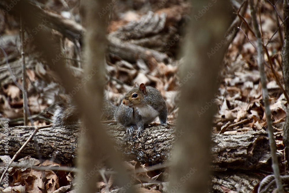 Fototapeta premium there is a squirrel that is sitting on a tree branch