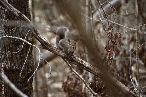 there is a squirrel sitting on a branch in the woods