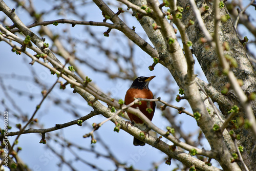 there is a bird sitting in a tree with no leaves