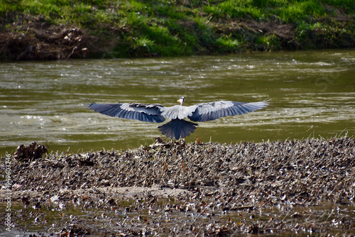 there is a bird that is standing on the shore of the water