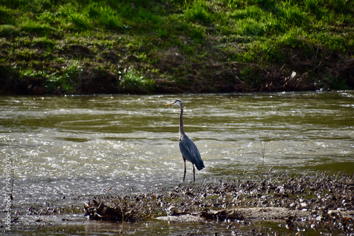 there is a bird standing in the water near a river