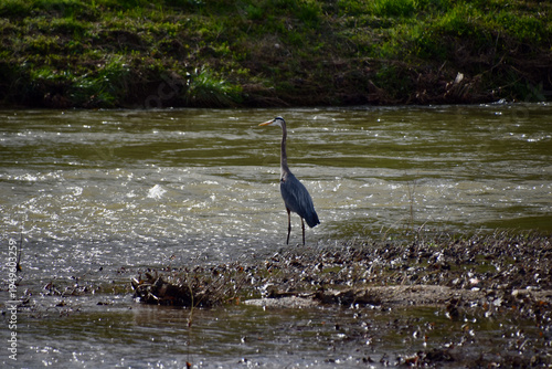 there is a bird standing in the water near a river