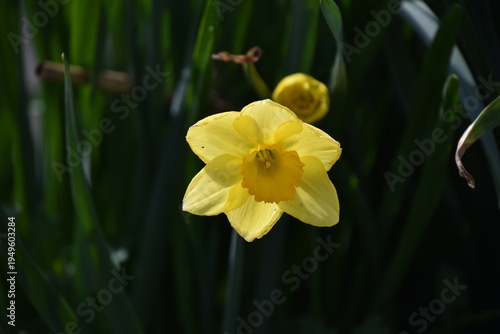 Quadro su tela yellow flower with green leaves in the background