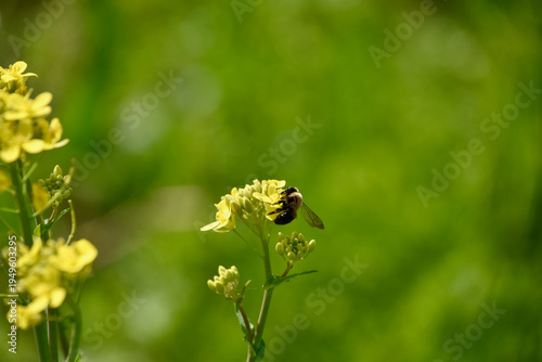 there is a bee that is sitting on a flower in the grass