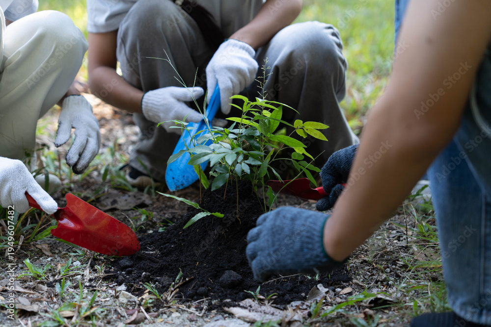 Fototapeta premium Group of Asian people planting seedling in forest