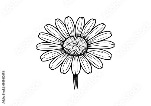 Daisy Flower Hand Drawn Illustration Vector by AZ for Books, Arts, Design and Decoration Graphic Asset