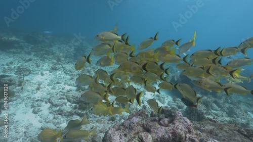 School of french grunt Haemulon flavolineatum fish swimming over coral reef