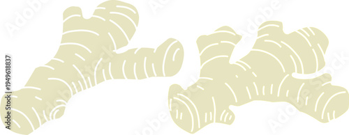 Doodle Ginger Root Hand Drawn. Botanical Rhizome Illustration. Vintage Monochrome Spice Doodle. 