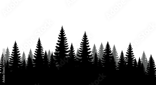 Silhouette of a dense pine forest with tall evergreen trees.