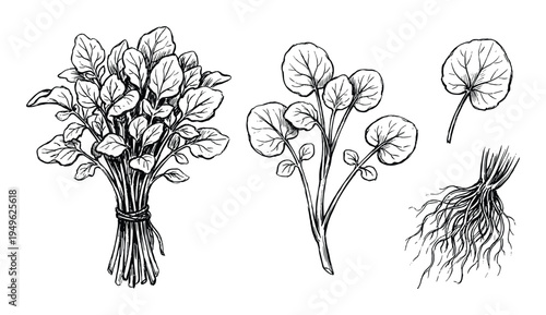 Watercress Plant Botanical Illustration Set: Bunch, Stem, Leaf and Root Detail, Black and White Drawing