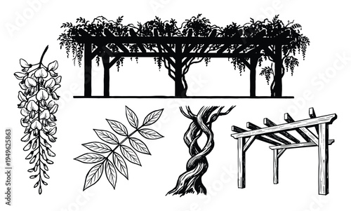 Wisteria Pergola Vector Illustration, Wisteria Flowers, Vines, Leaves, Trellis Drawing, Pergola Elements, Isolated