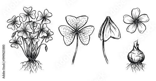 Wood Sorrel plant illustration with flower, leaf and bulb sketch in black and white