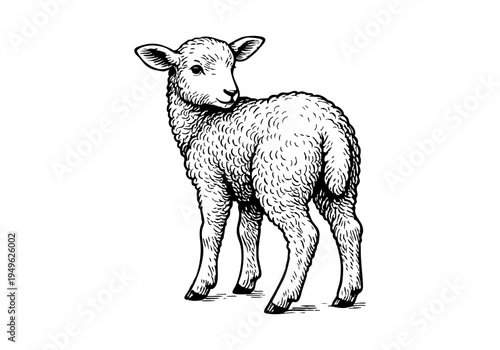 Fluffy Lamb Hand Drawn Illustration Vector by AZ for Books, Arts, Design and Decoration Graphic Asset