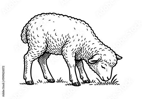 Fluffy Lamb Hand Drawn Illustration Vector by AZ for Books, Arts, Design and Decoration Graphic Asset