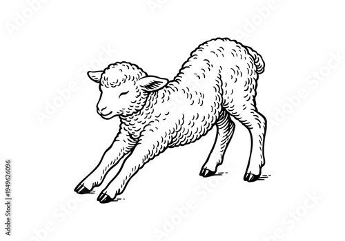 Fluffy Lamb Hand Drawn Illustration Vector by AZ for Books, Arts, Design and Decoration Graphic Asset