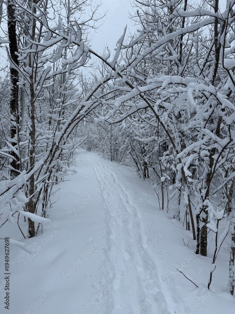 Fototapeta premium Maple forest after heavy snow storm, Quebec, Canada