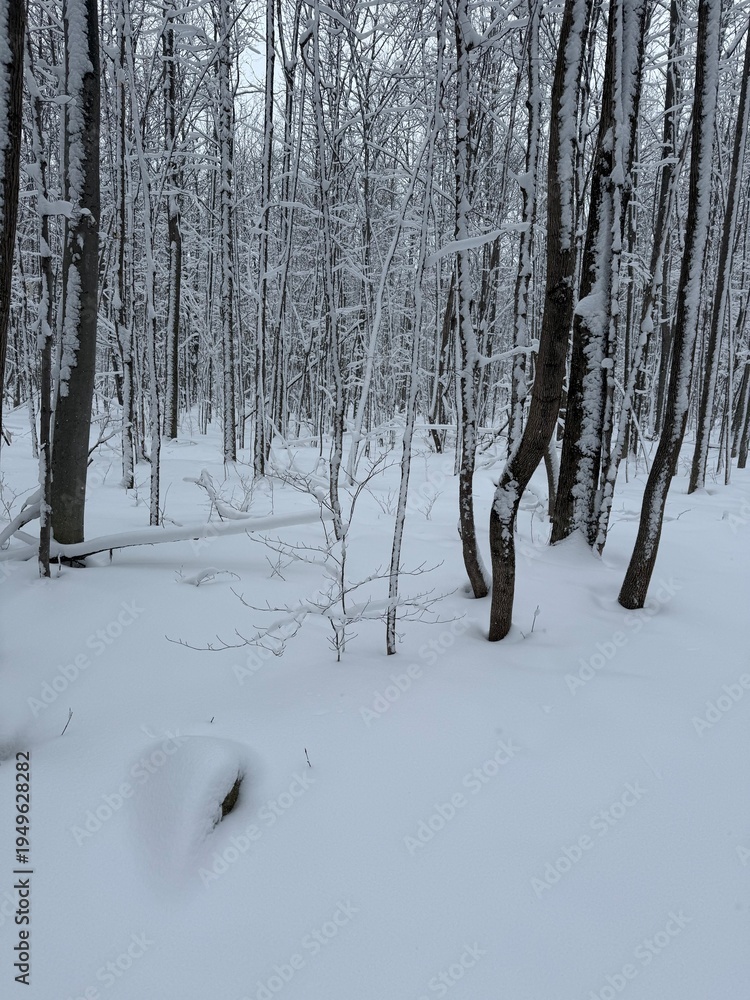 Fototapeta premium Maple forest after heavy snow storm, Quebec, Canada