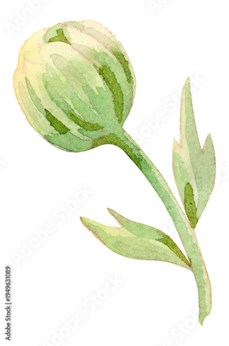 фотографія Green Watercolor Flower Bud Illustration