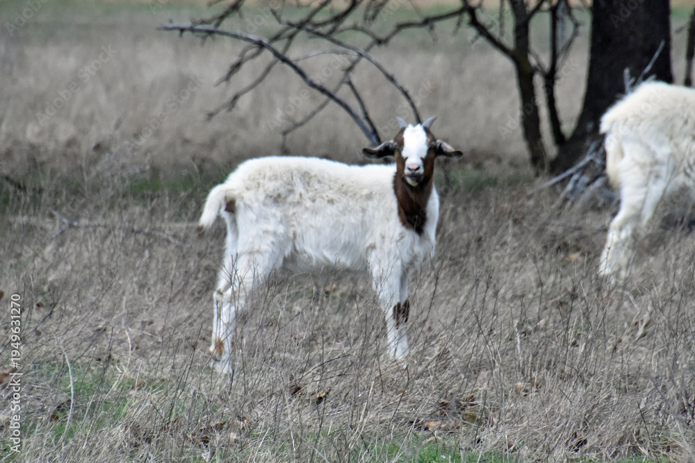 Obraz premium Goats with Horns and Beard