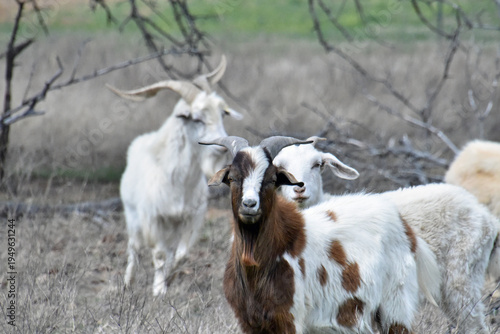 Goats with Horns and Beard
