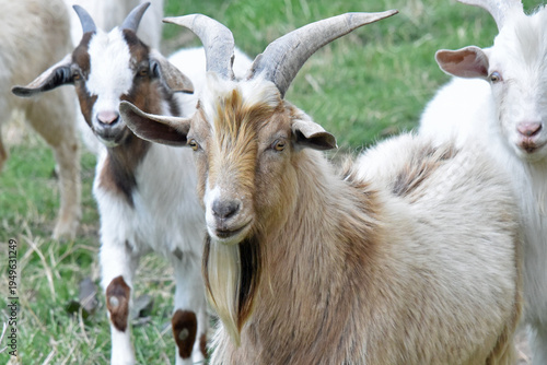 Goats with Horns and Beard