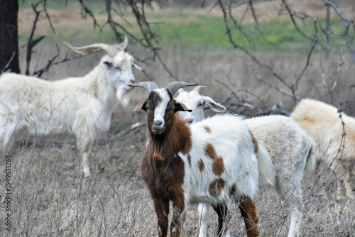 Goats with Horns and Beard