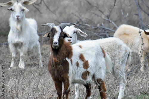 Goats with Horns and Beard