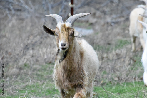 Goats with Horns and Beard