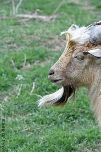 Goats with Horns and Beard