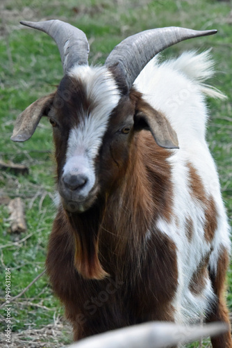 Goats with Horns and Beard