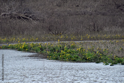 Yellow Flowers on a River Bank