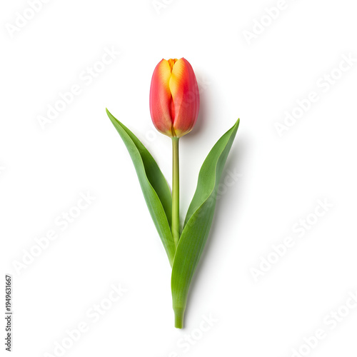 Single Red and Yellow Tulip Flower Isolated on White Background 8.