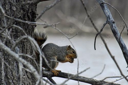 Gray Squirrel with a Nut
