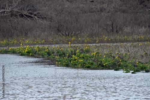 Yellow Flowers on a River Bank